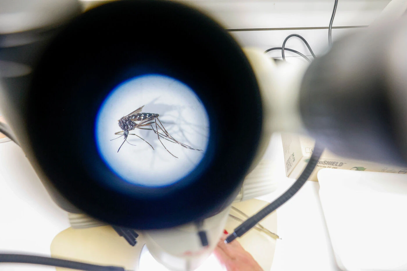 Quand une étude prouve que les moustiques peuvent « apprendre » à surmonter leur dégoût des répulsifs pour piquer
