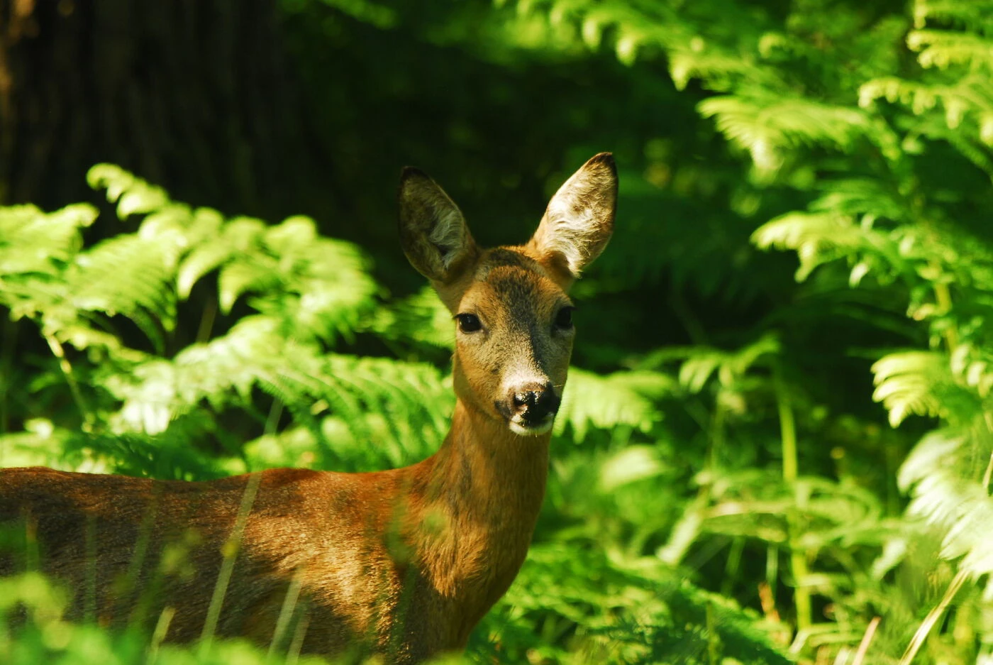 Une immersion unique aux côtés des animaux sauvagesContenu proposé par ESPACE RAMBOUILLET