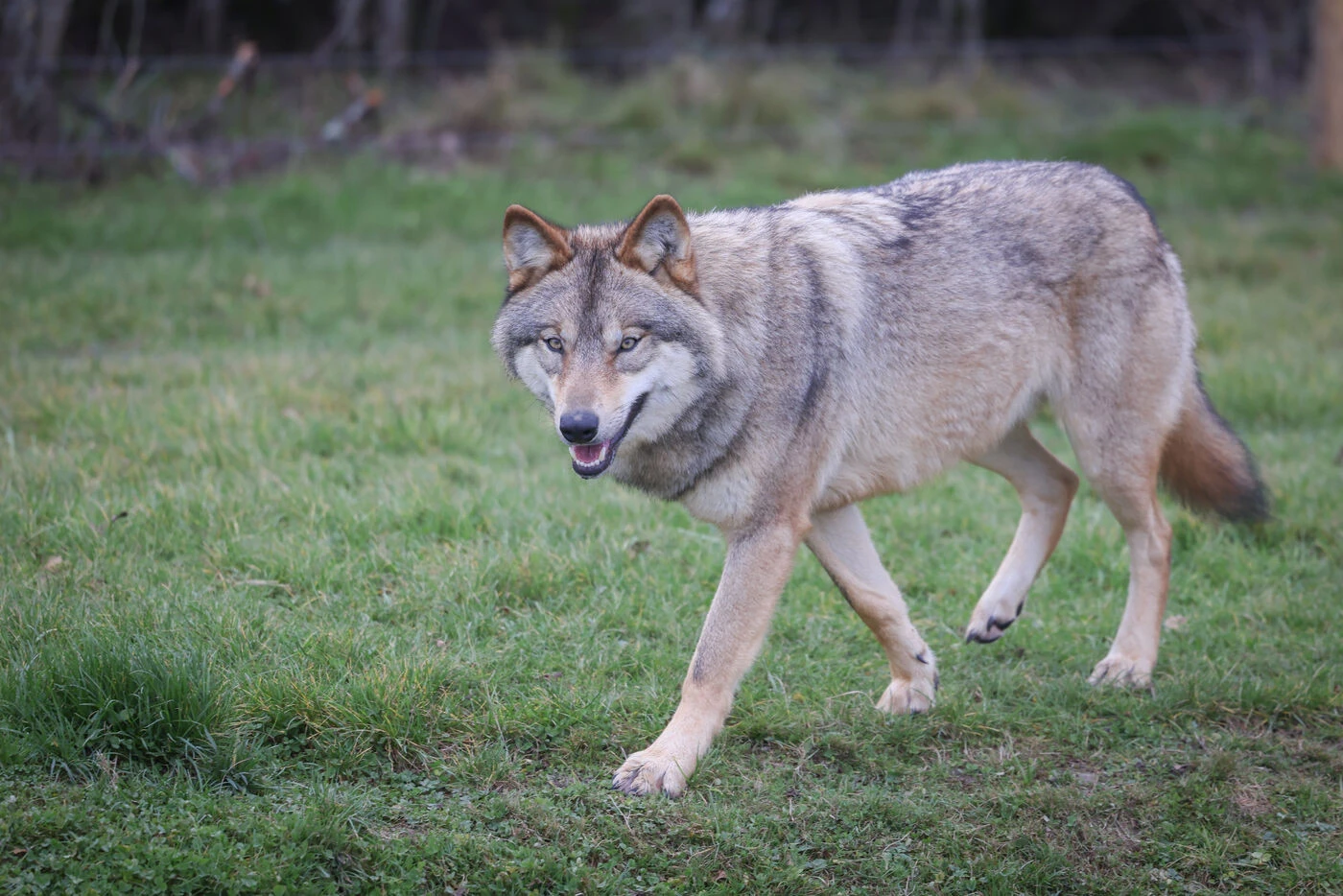 Une bête « énorme » avec de « la bave aux lèvres » : attaquée par un loup, une bergère grecque raconte ses dix minutes d’enfer