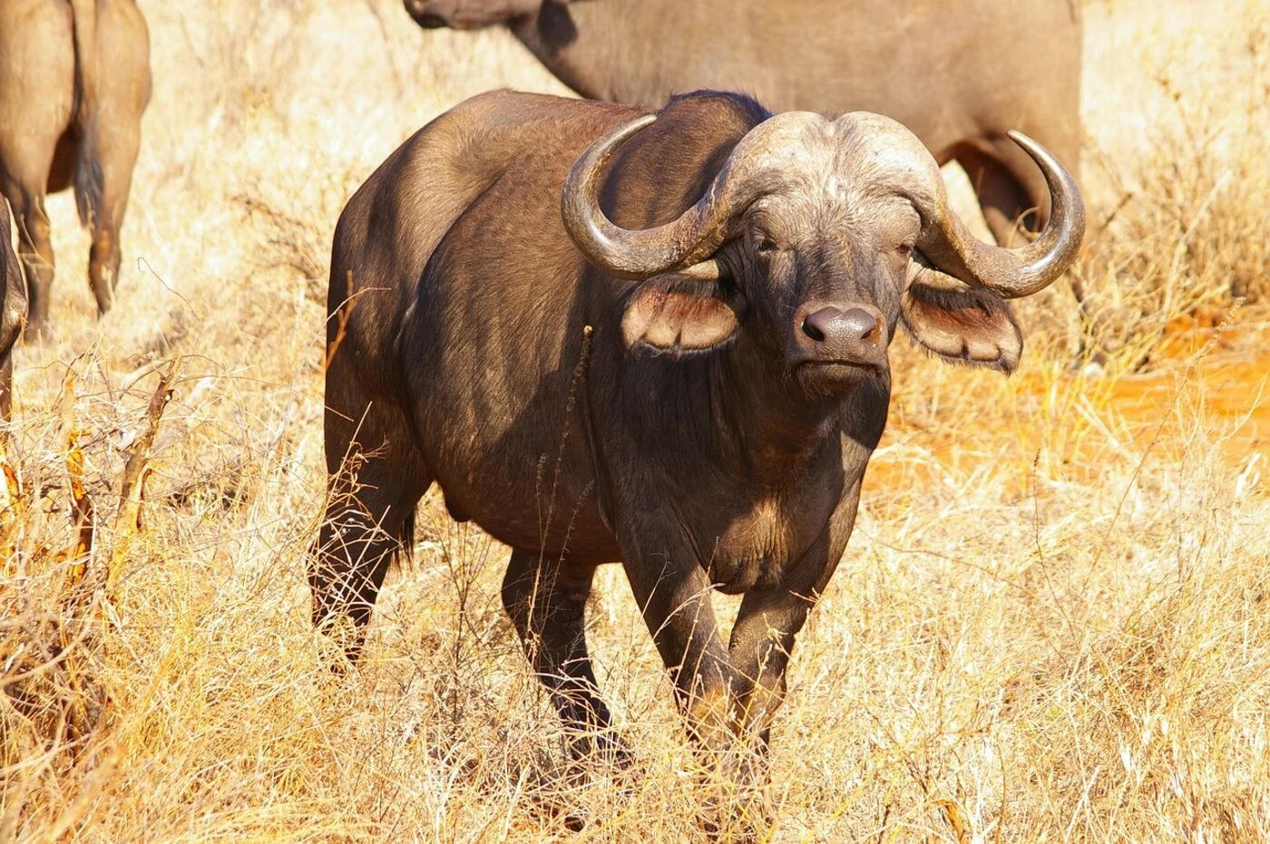 Un agriculteur américain tué par deux buffles qu’il avait achetés aux enchères la veille