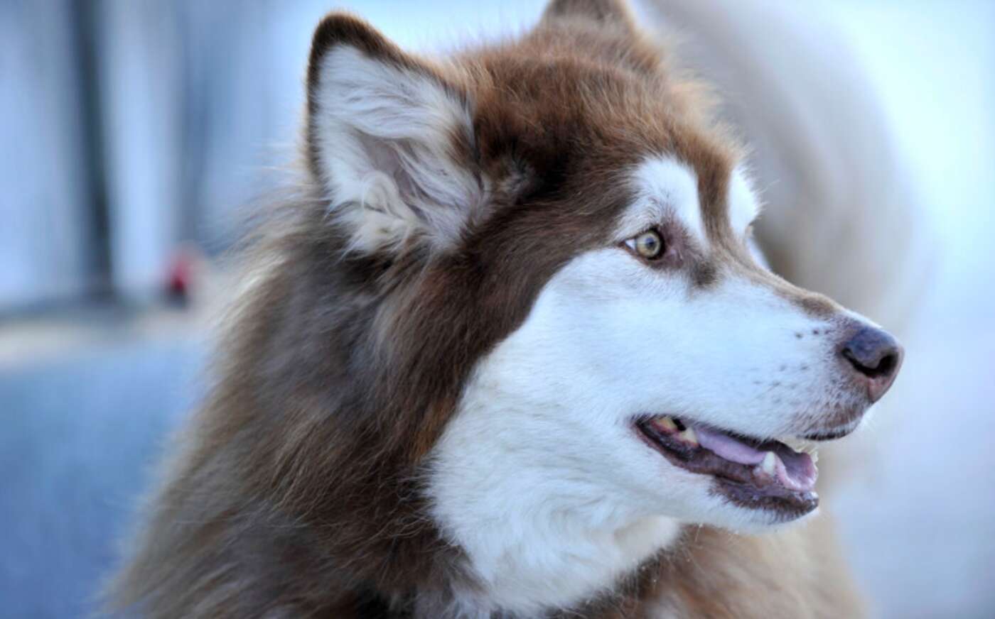 « Mes plus sincères excuses » : un influenceur chinois muselle un chien pour lui donner son bain et le tue