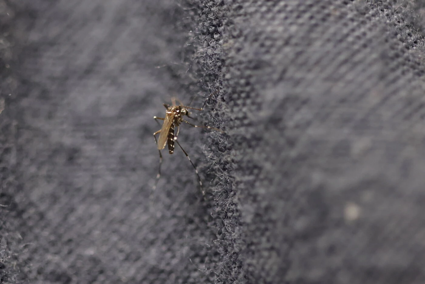 Chikungunya : 12 foyers de transmission identifiés en métropole, 30 recensés cas au total