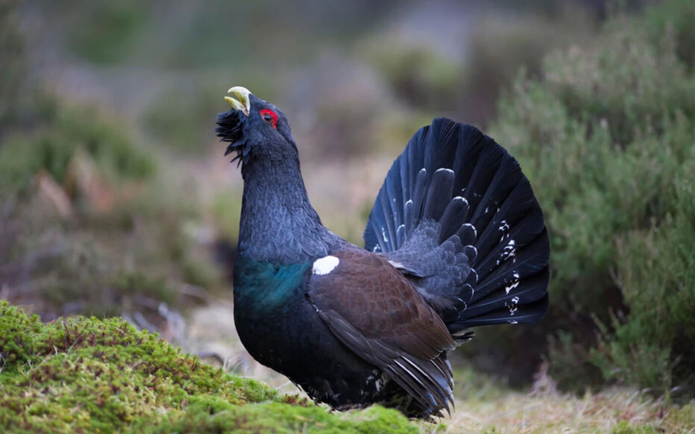 Malgré la mortalité, 7 nouveaux grands tétras de Norvège réintroduits dans le massif vosgien