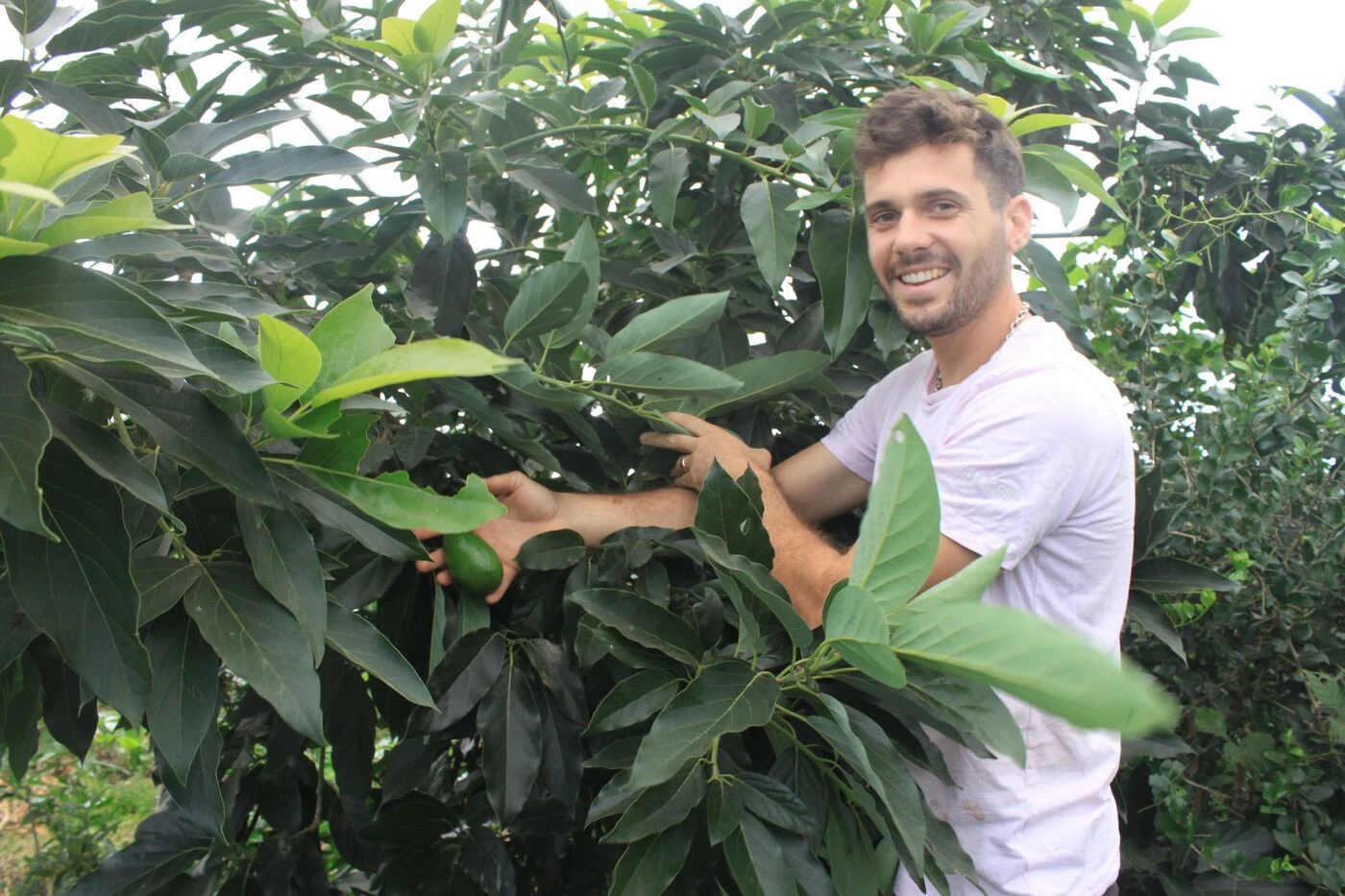 2 000 variétés de plantes, 600 disponibles en greffons : ce pépiniériste fait pousser des fruits exotiques près de Toulouse