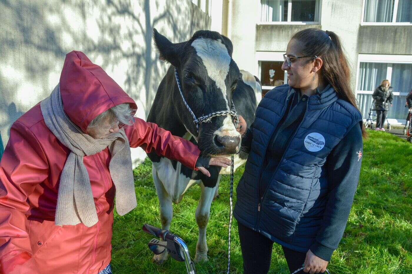 « C’est un vrai bonheur ! » : près de La Rochelle, des vaches rendent visite aux résidents d’un Ehpad