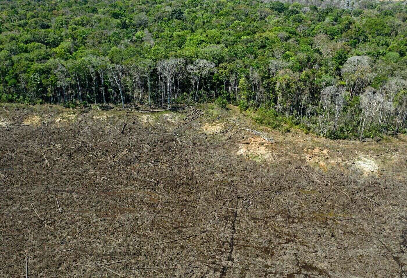 Une partie de la forêt Amazonienne abattue au Brésil pour construire une route en vue de la COP 30