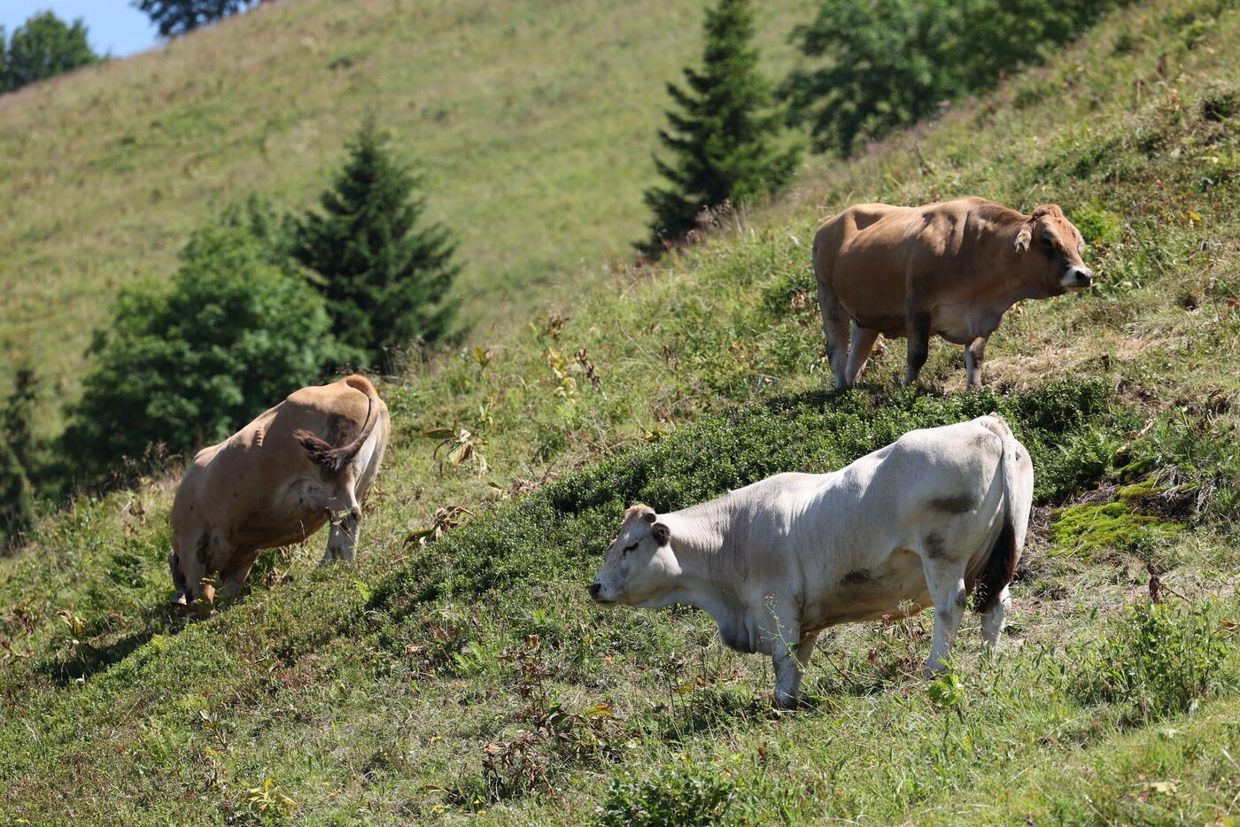 Dermatose nodulaire contagieuse : un deuxième foyer détecté dans un élevage bovin en Savoie