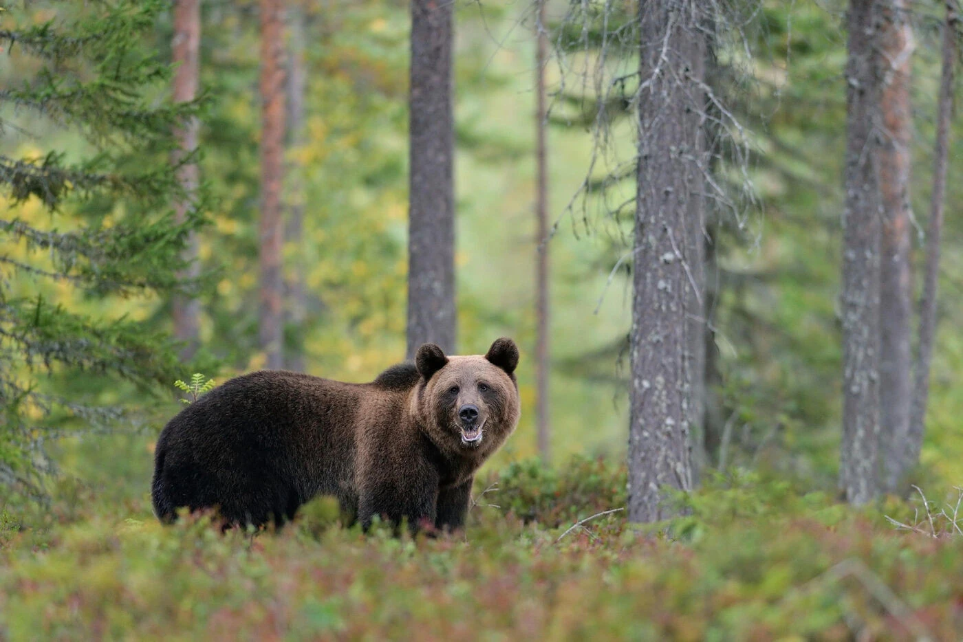 « Son casque de protection n’a pas suffi » : un motard retrouvé mort massacré par un ours en Roumanie