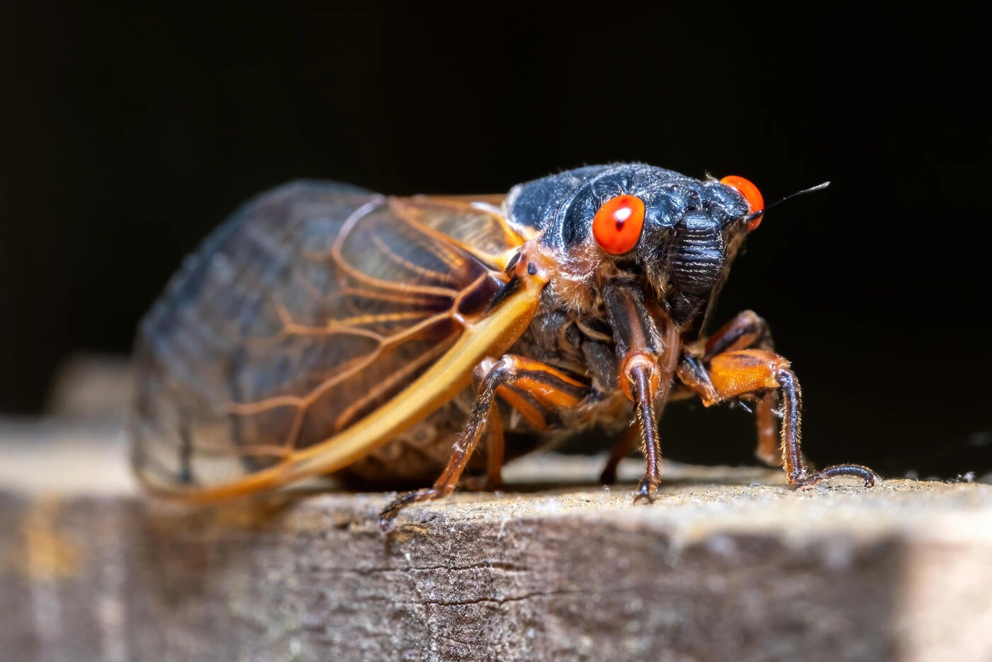 « Cigales zombies » : c’est quoi ces insectes qui sortent de terre par millions tous les 13 ou 17 ans aux États-Unis ?