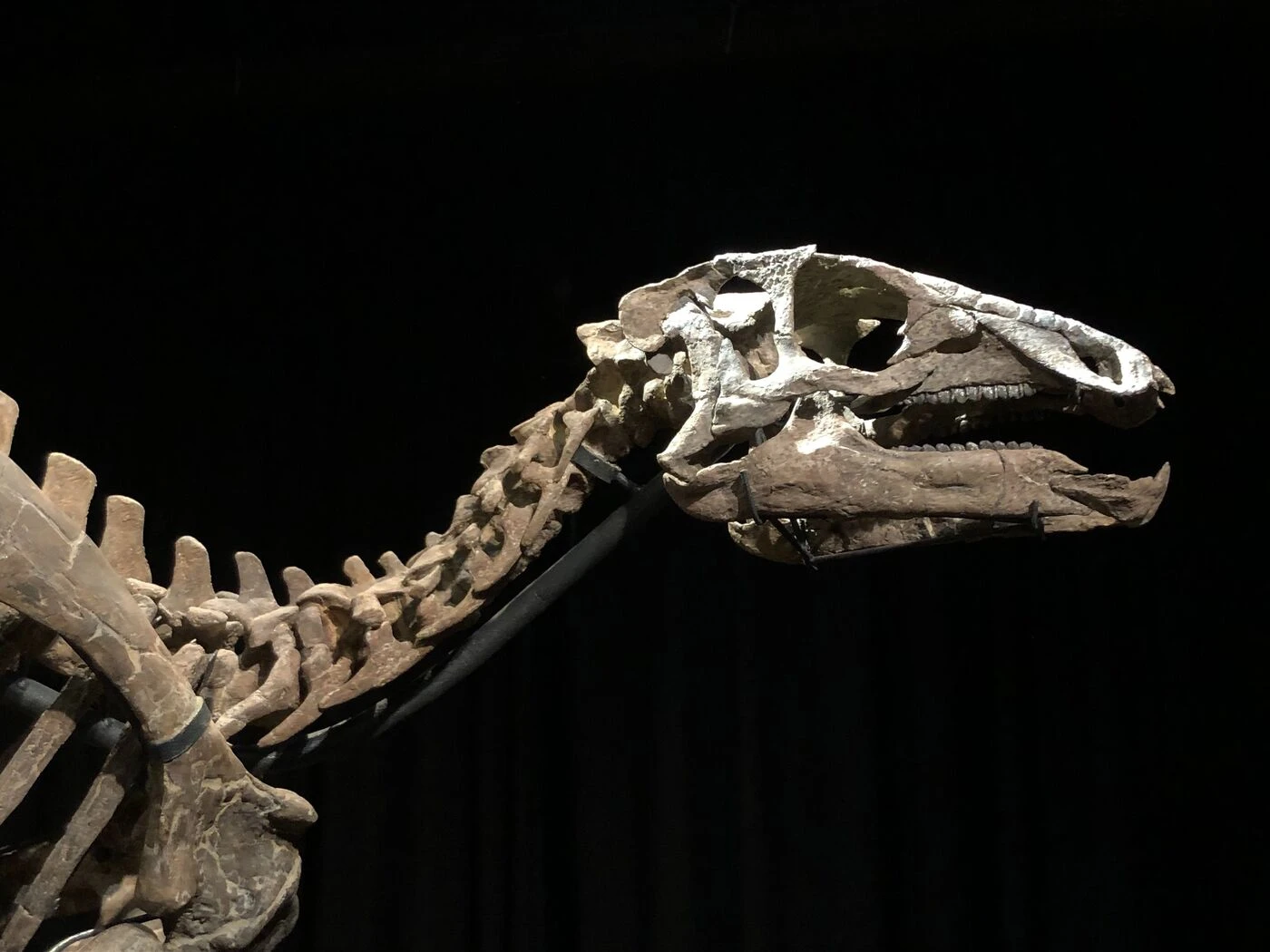 Un musée allemand va restituer un crâne de dinosaure vieux de 113 millions d’années au Brésil