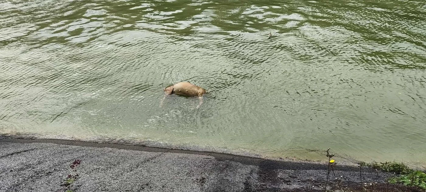 « On soupçonne des sévices » : enquête ouverte après la découverte du corps d’un chien dans un canal de l’Oise