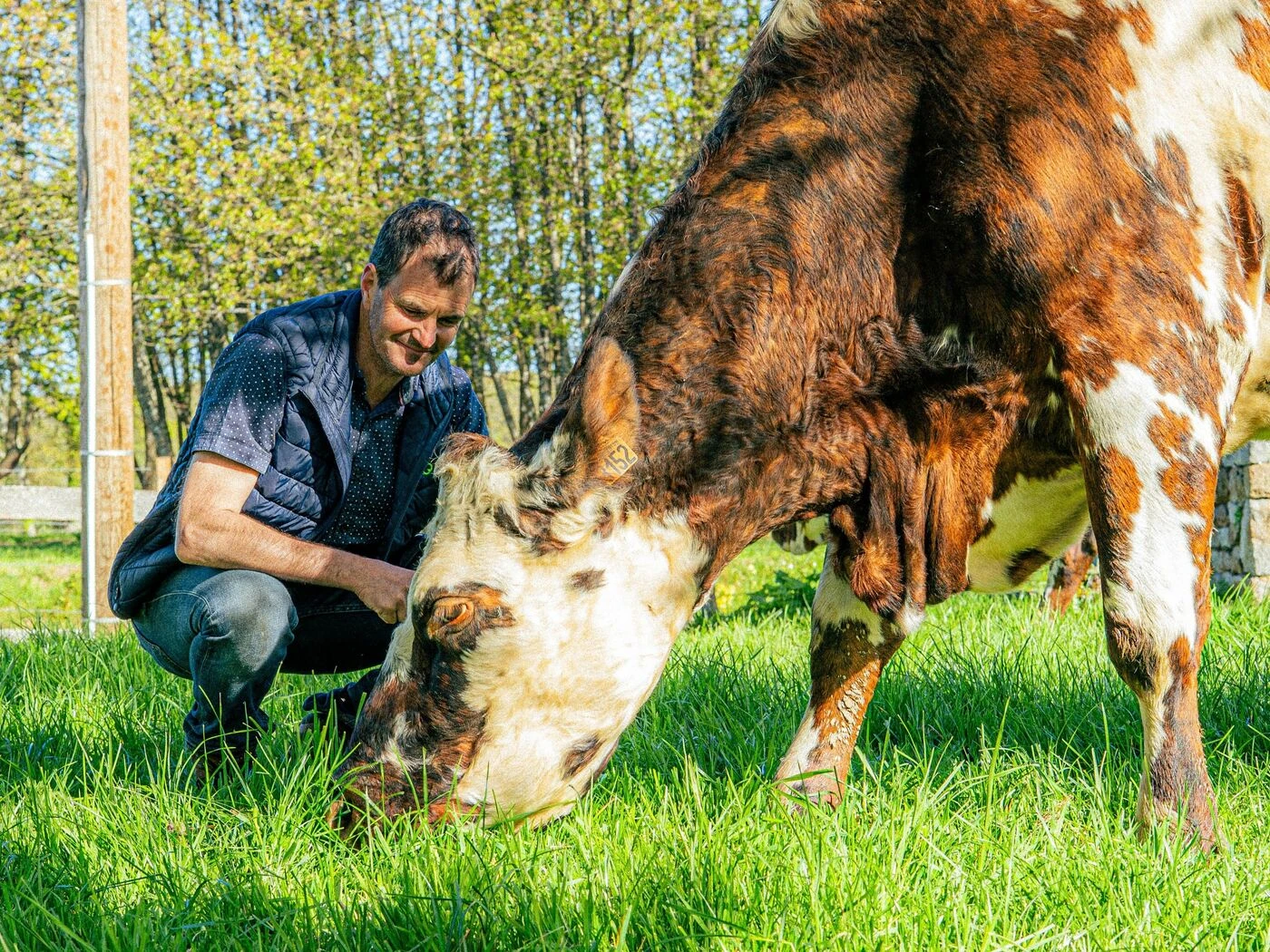 « Il y a urgence ! » : dans la tourmente, les fromages normands contre-attaquent