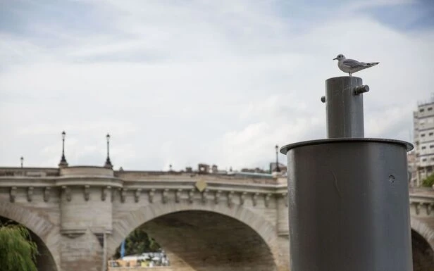 Cris stridents, poubelles éventrées, fientes... y a-t-il vraiment un «problème goéland» à Paris ?