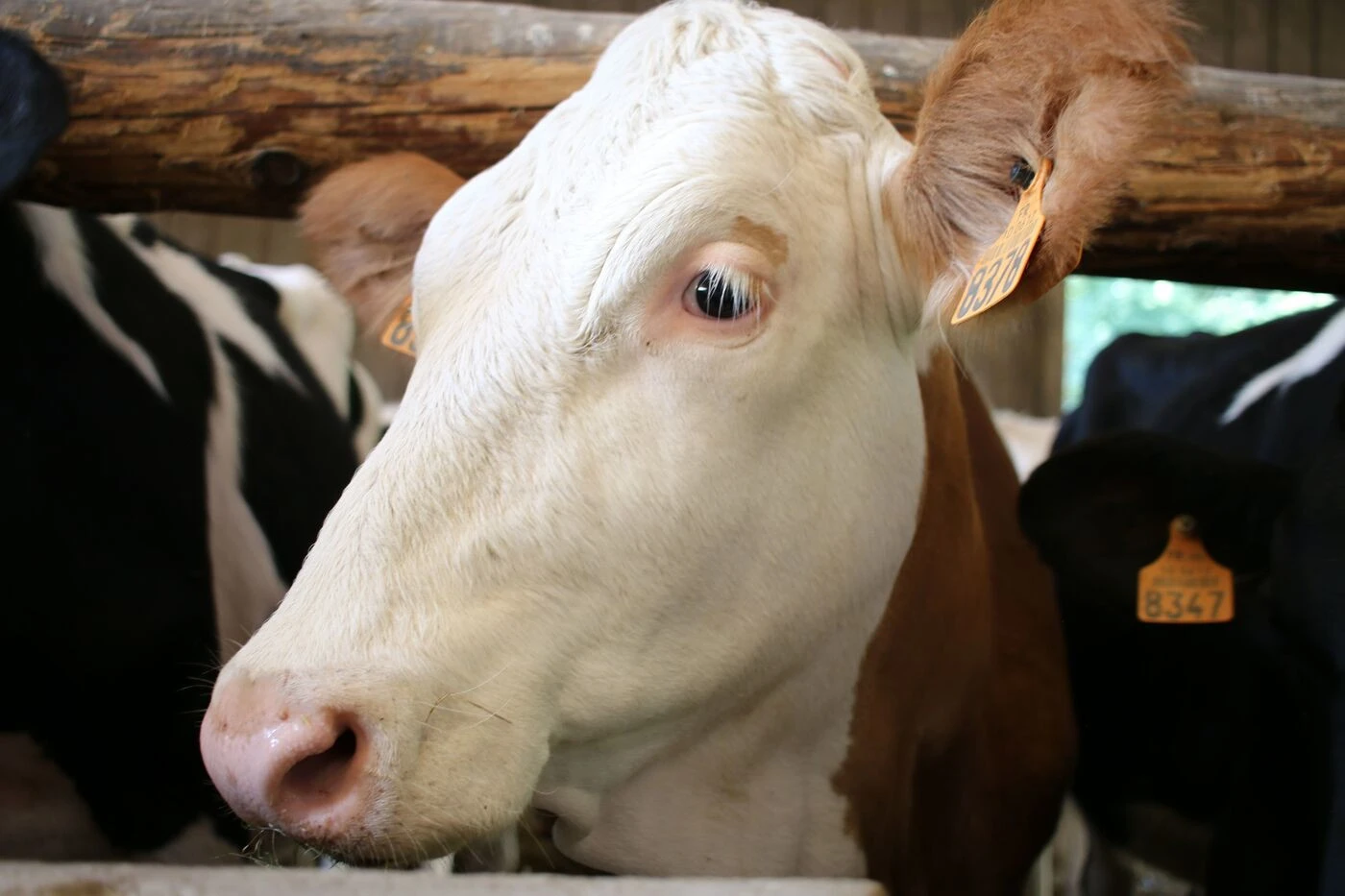 Un Américain tire cinq fois sur la vache de son voisin qui se baladait sur sa propriété