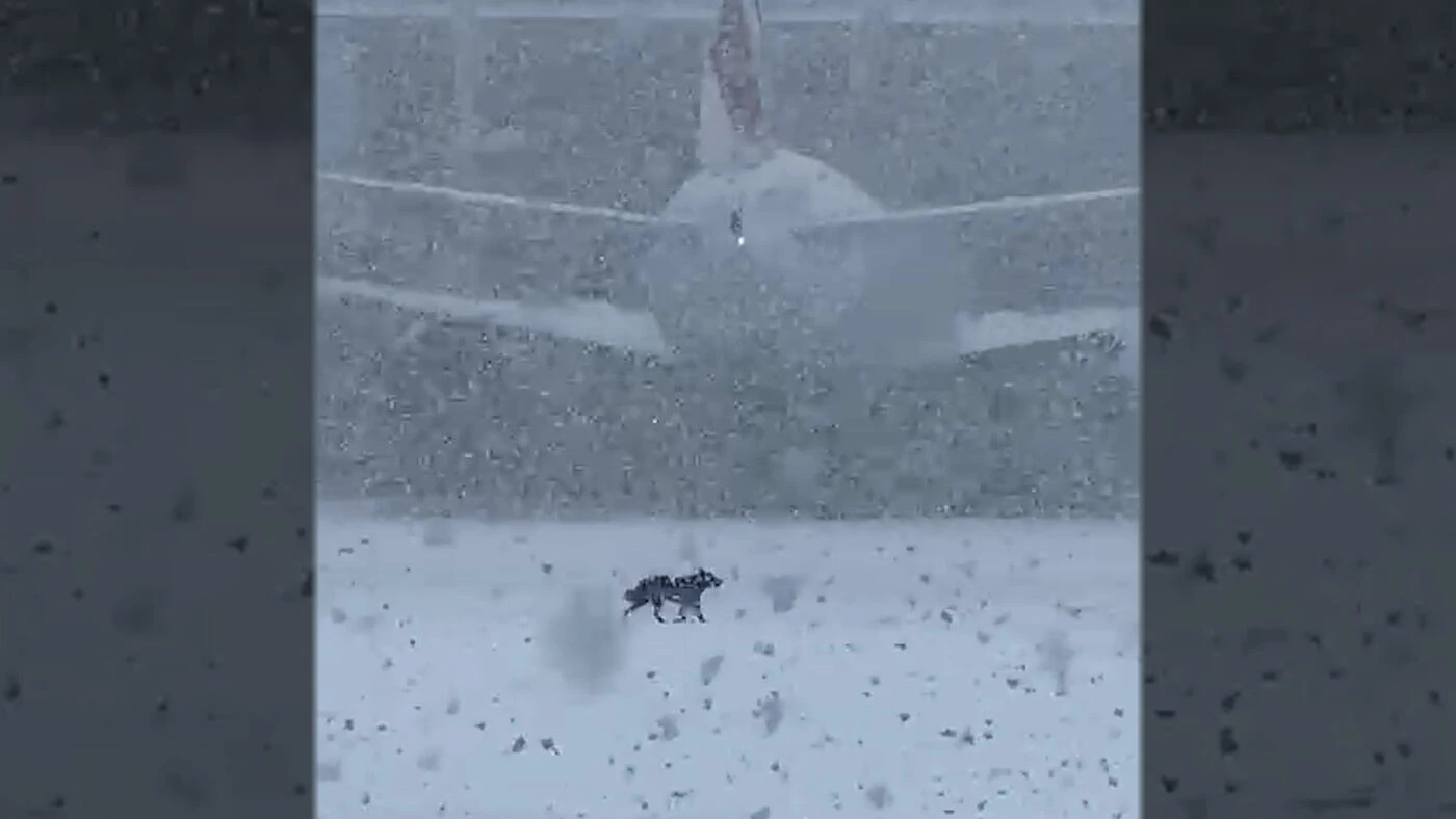 Aéroport de Roissy : deux pistes fermées pour capturer une chienne, échappée d’un avion il y a une semaine