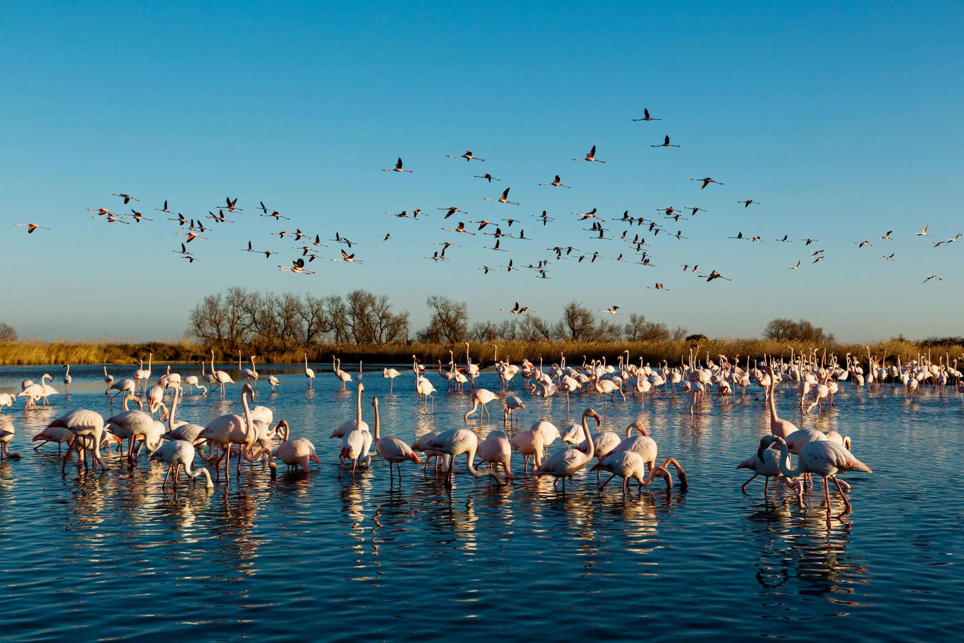 Tournage d’un film en Camargue : qui a tué plus de 500 œufs de flamants roses ?