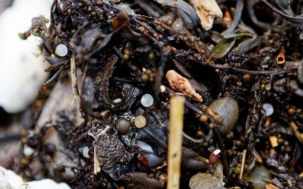 «Une pollution perverse» : des microbilles de plastique ont envahi la plage de Saint-Jouin-Bruneval en Seine-et-Marne