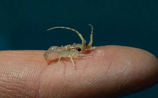 En Corse, reproduction réussie de langoustes rouges en laboratoire, une «avancée scientifique majeure»