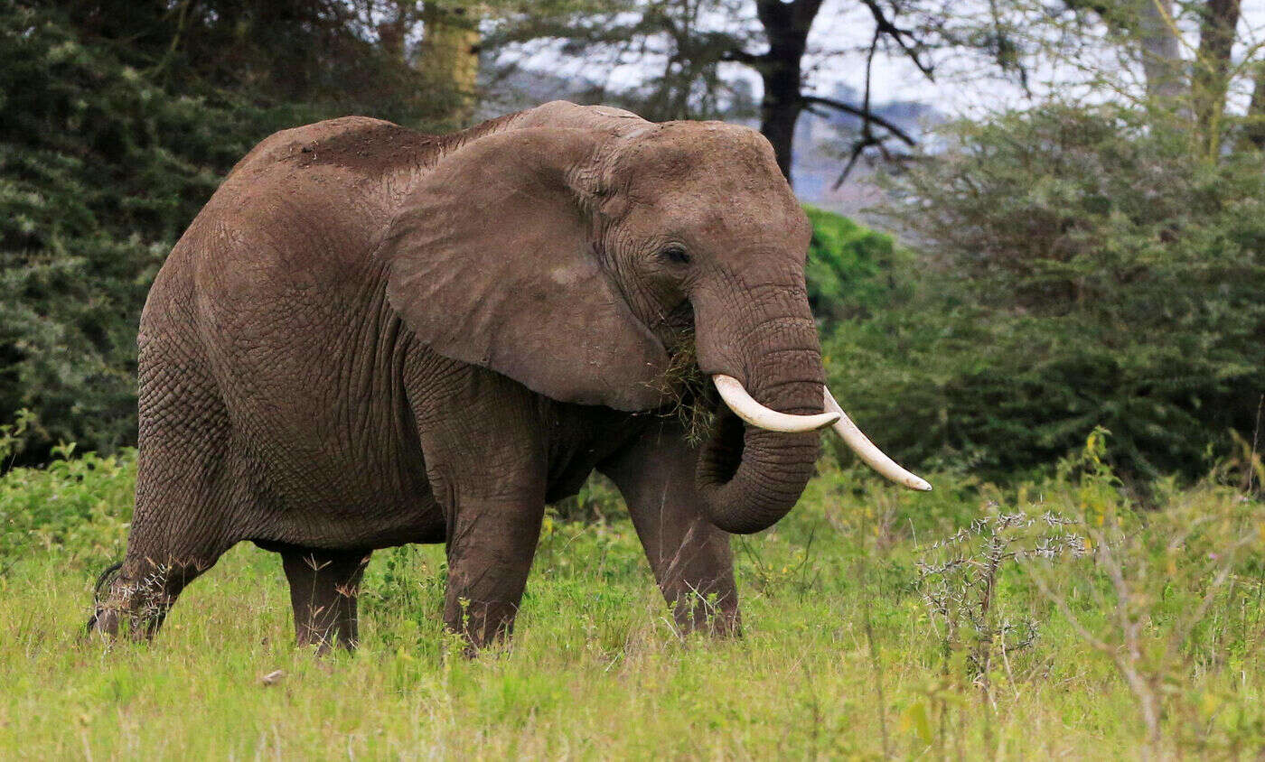 Afrique du Sud : un touriste décède après avoir été piétiné par un éléphant dans le parc Kruger