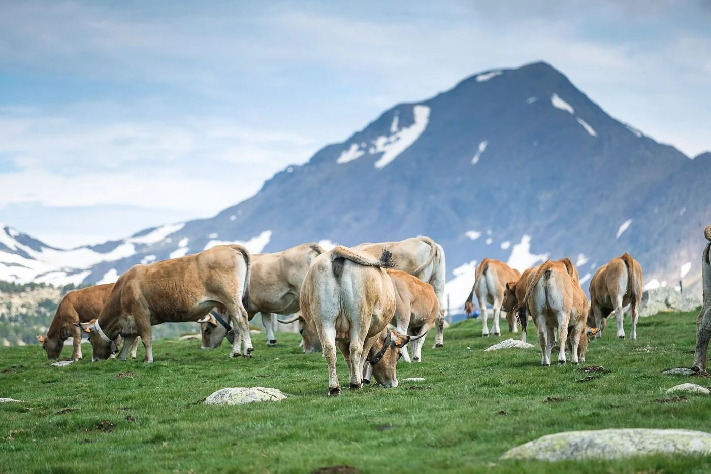 Un cas de dermatose nodulaire contagieuse en Catalogne provoque la pagaille dans les élevages des Pyrénées-Orientales