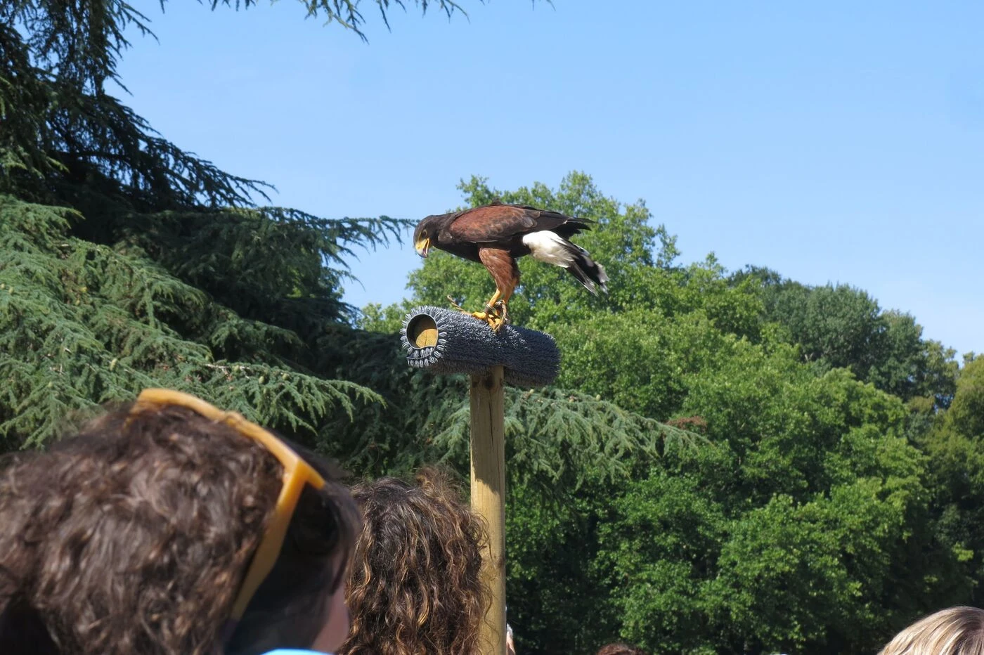 « La captivité est incompatible avec leurs besoins » : un spectacle de faucons dans l’Eure provoque la colère des défenseurs des animaux