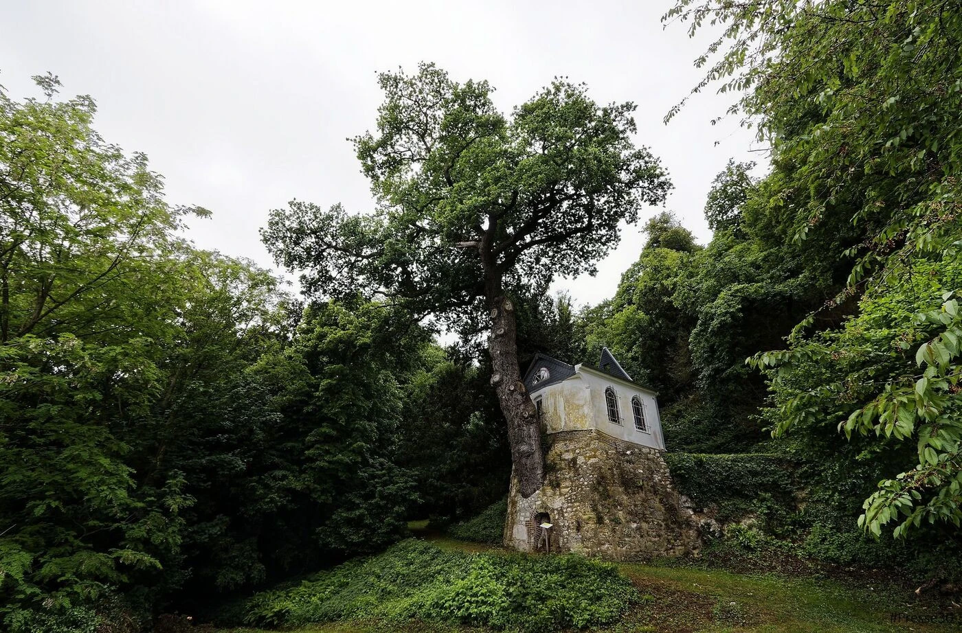 Le pèlerinage a repris à Notre-Dame-de-la-Ronce, la chapelle normande traversée par un chêne « miraculeux »