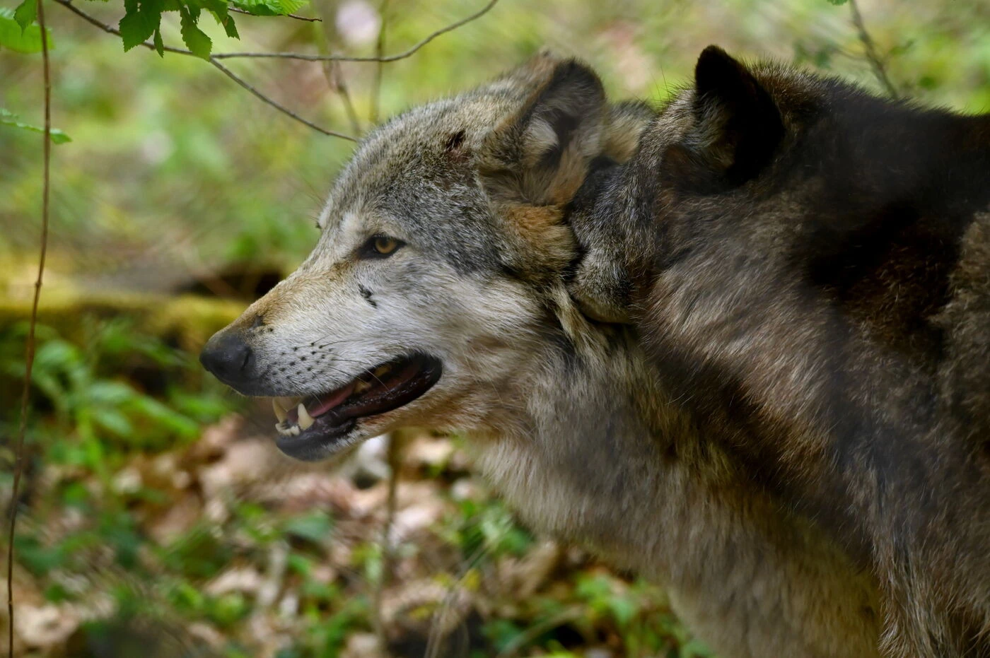 Aux portes de Paris, la Forêt des Loups vous ouvre ses portesContenu proposé par ESPACE RAMBOUILLET