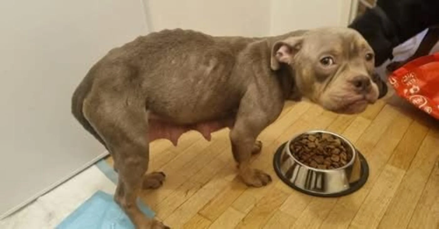Antony : quatre chiots sauvés de la malnutrition, les propriétaires devront s’expliquer devant la justice