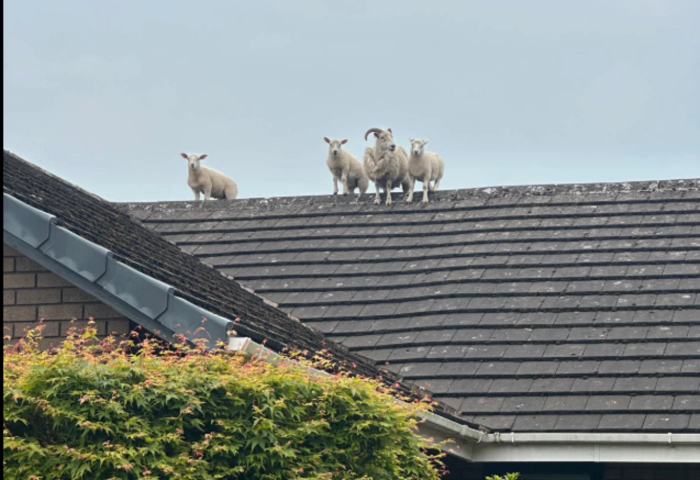 « Une première pour nous » : au Royaume-Uni, des moutons grimpent sur un toit « pour échapper à la police »