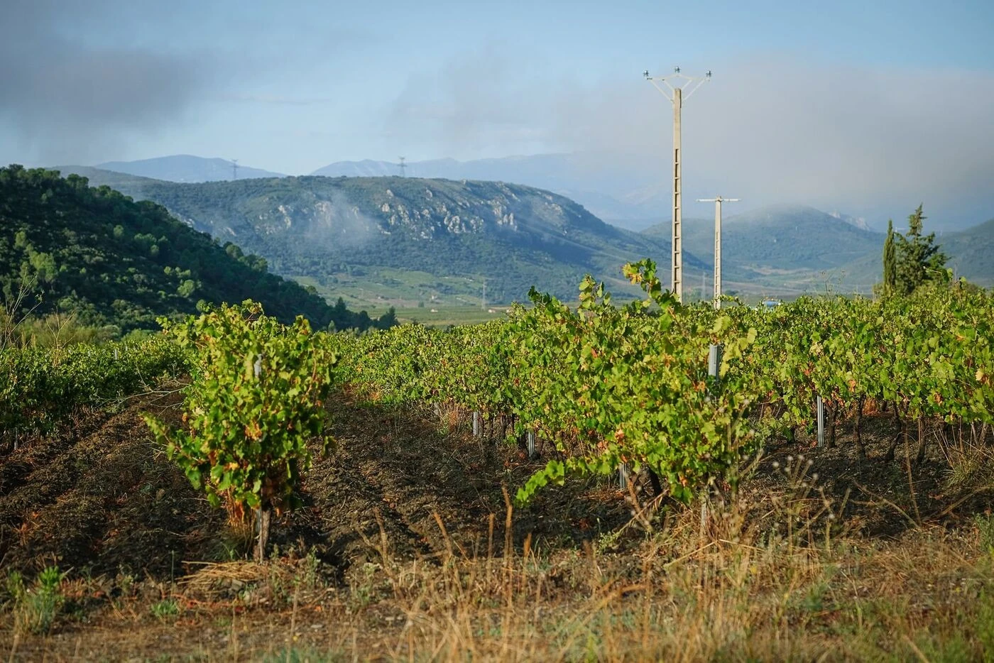 «On n’a pas l’habitude ici de subir une telle pression» : le vignoble des Pyrénées-Orientales à l’épreuve du mildiou