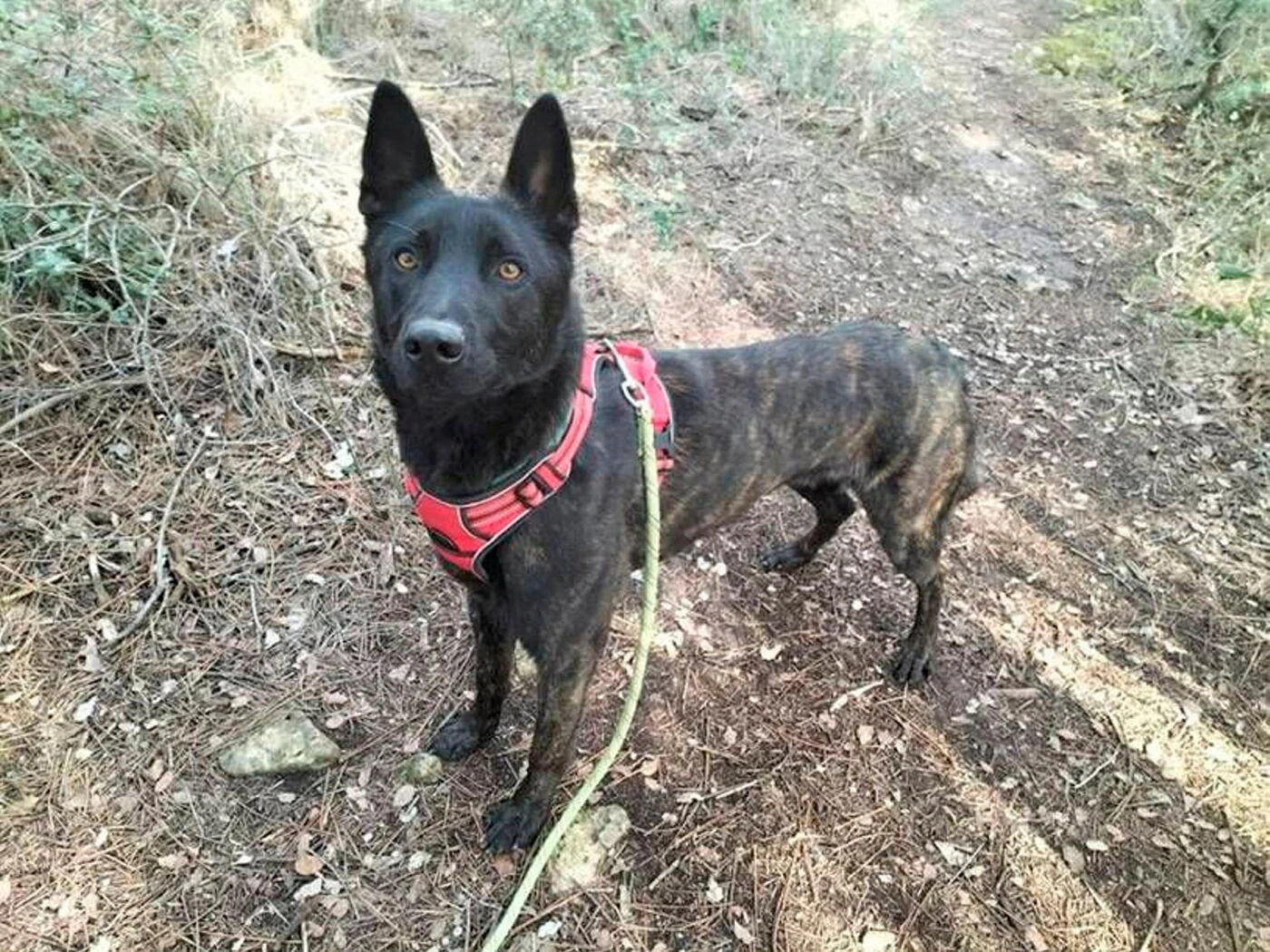 Smoke, le chien « mordeur », euthanasié à Flayosc dans le Var : la SPA se défend, les militants s’indignent
