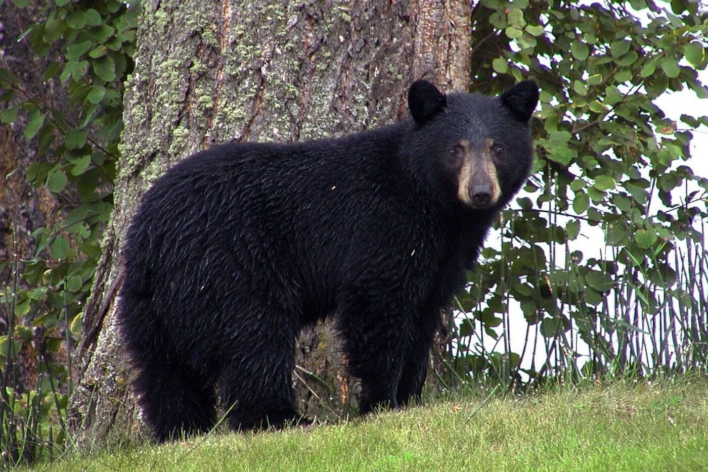 Un Japonais « victime d’une attaque d’ours » a en réalité été tué à coups de couteau, son fils arrêté
