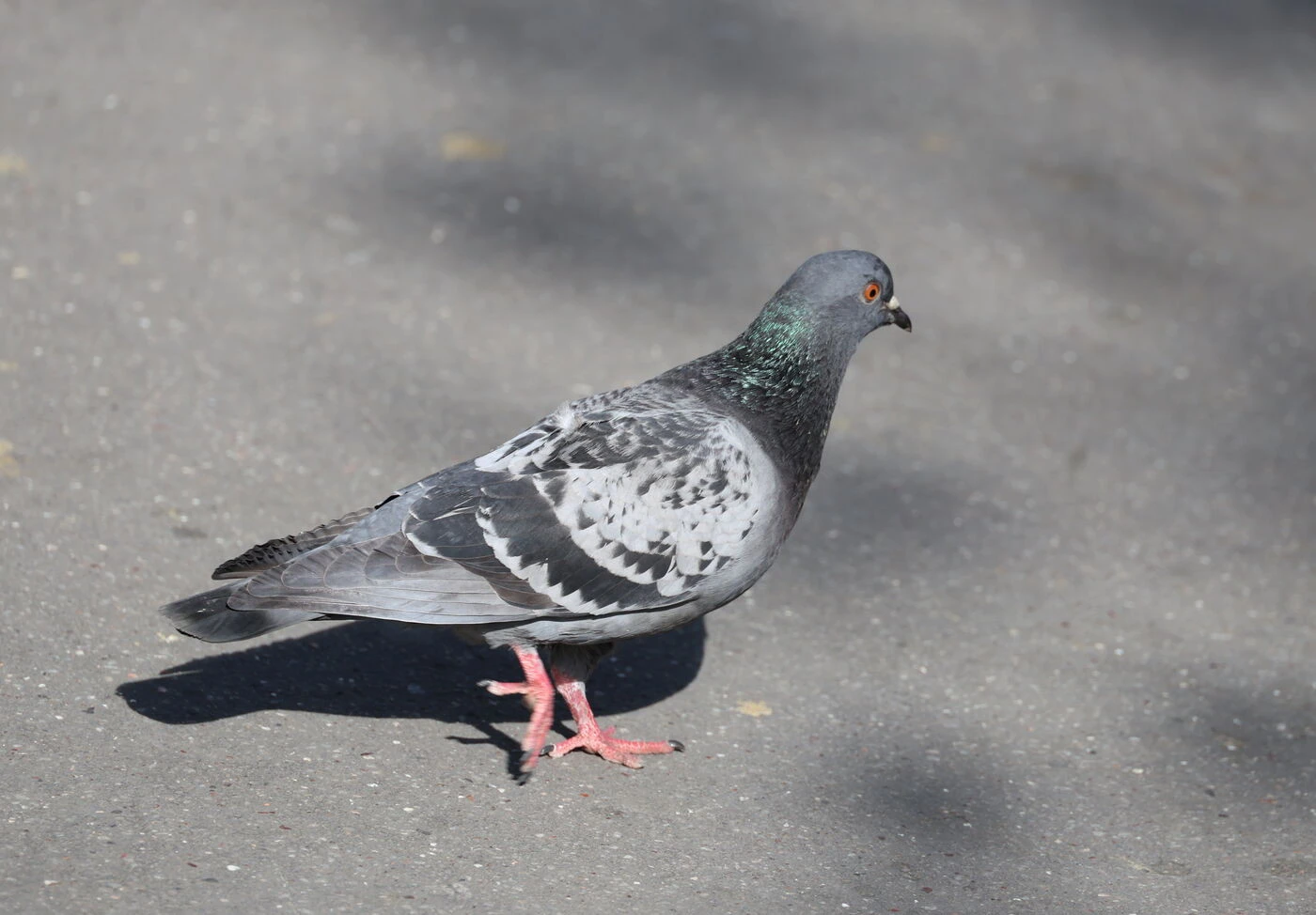 Du pigeon à la place du canard laqué : un restaurant insalubre fermé par les autorités à Madrid
