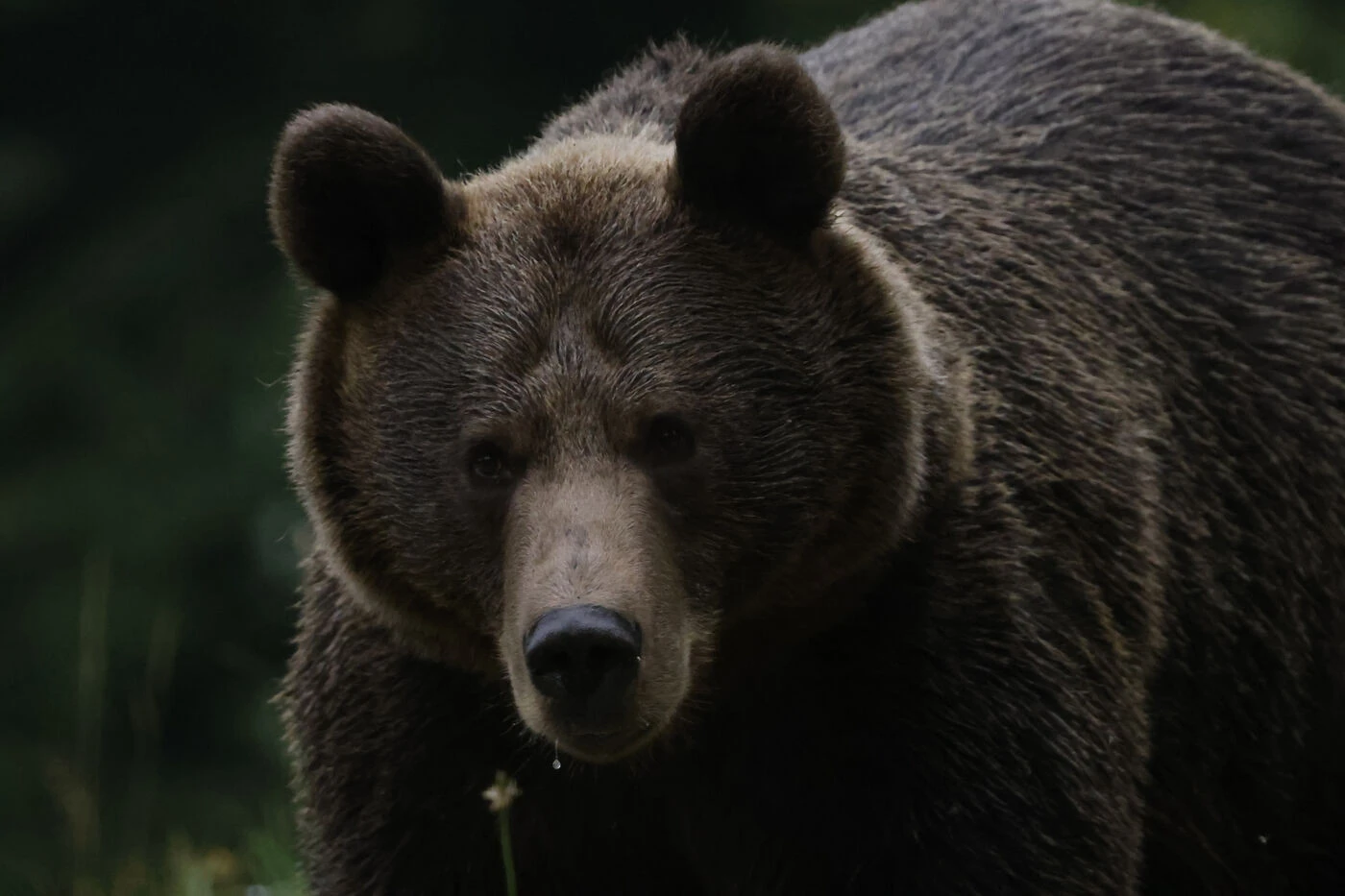 « J’ai été très surprise » : un ours considéré comme dangereux interrompt un tournoi de golf au Japon