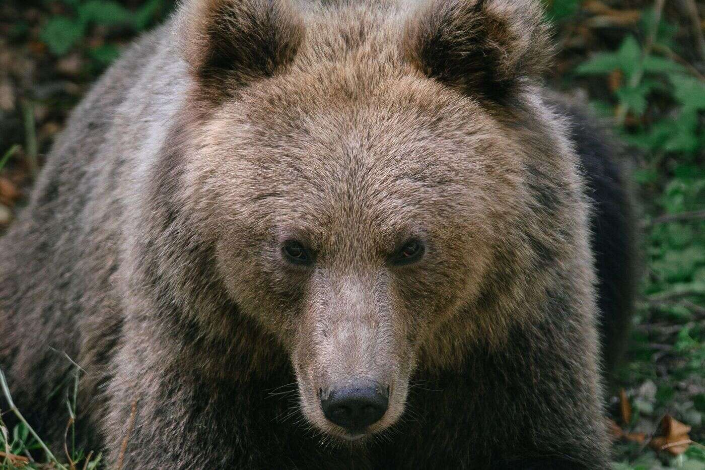 Un chasseur américain meurt écrasé par un ours tombé d’un arbre, tout juste abattu par un autre chasseur