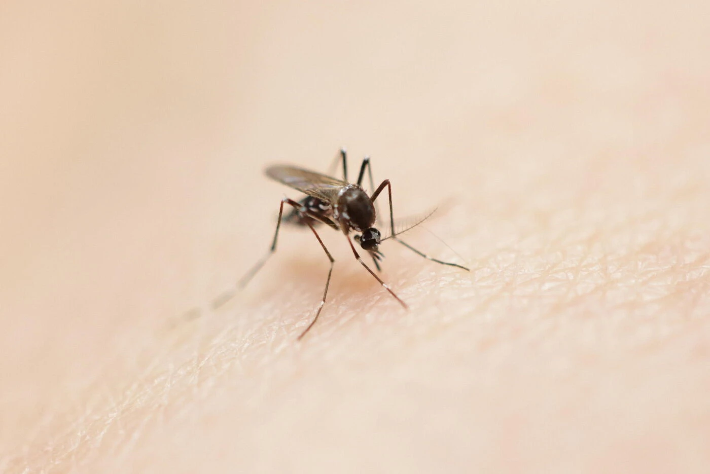 Moustiques : « une situation inédite », les cas de chikungunya, dengue et West Nile explosent en métropole