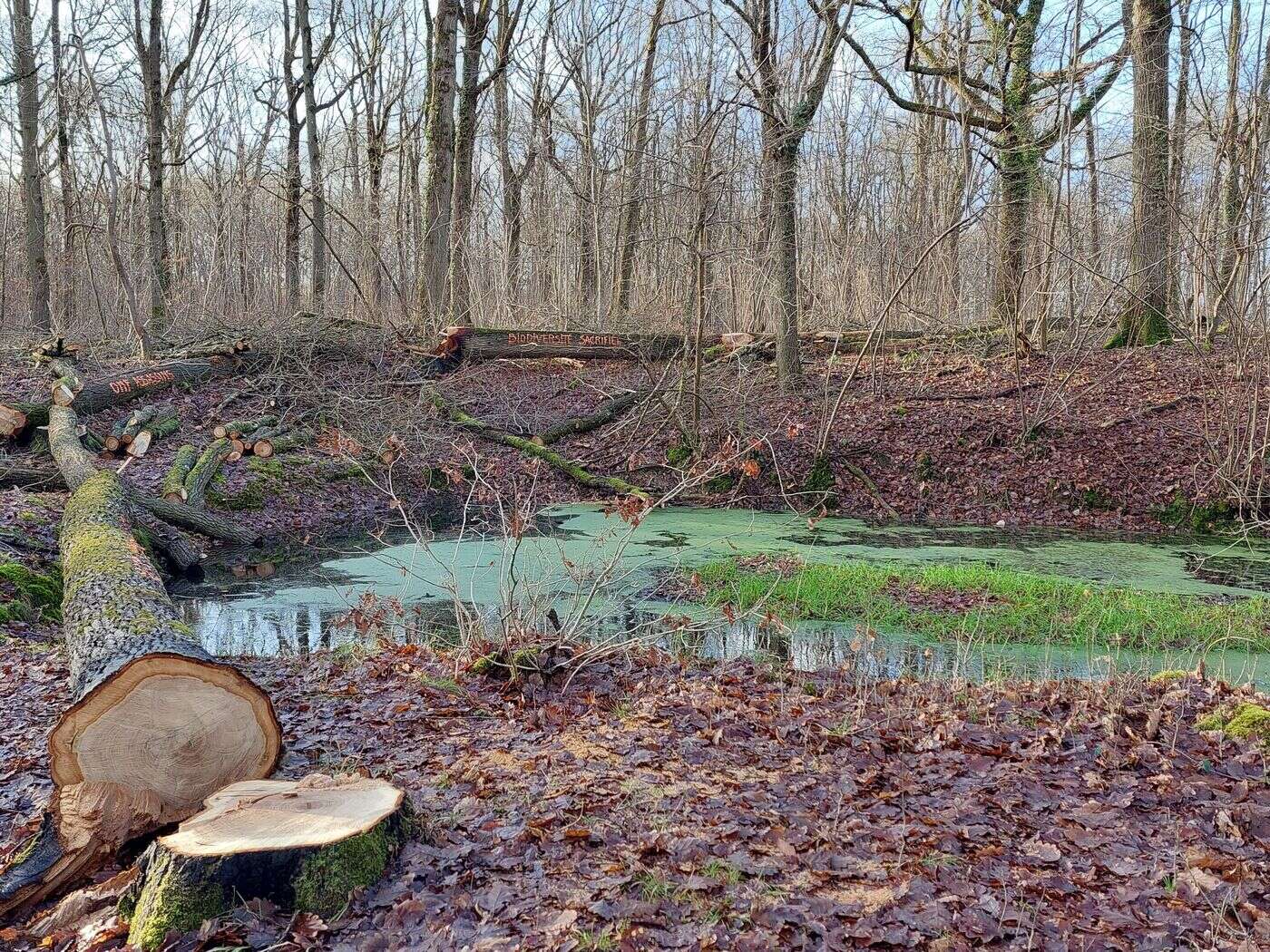 « Il s’était égaré » : un homme de 78 ans retrouvé vivant après une nuit en forêt