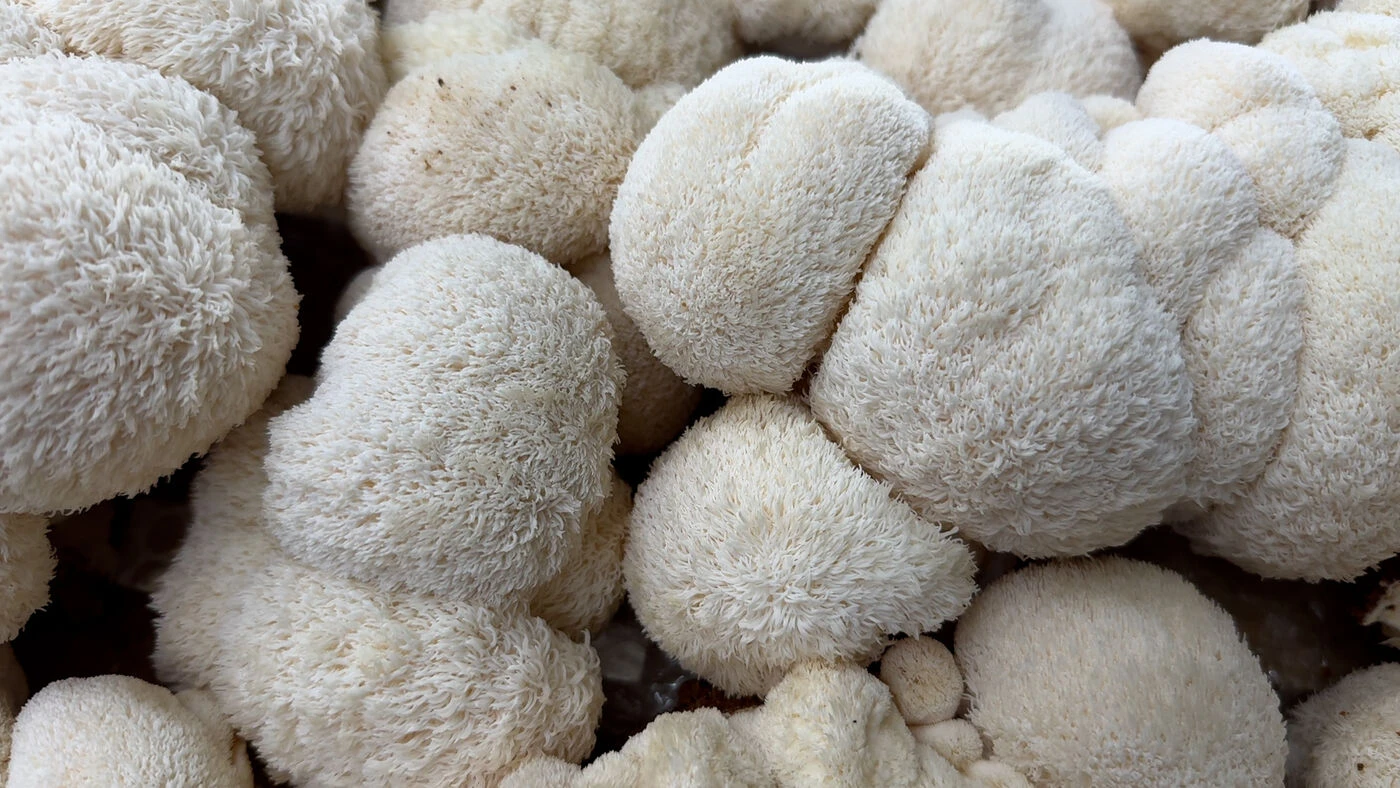 VIDÉO. Ce champignon venu d’Asie booste-t-il vraiment notre cerveau ?