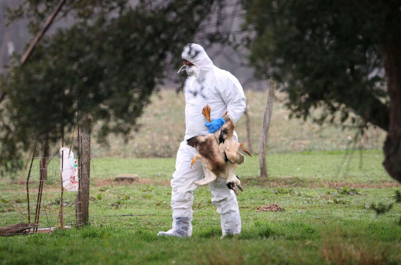 Grippe aviaire : le premier patient américain gravement malade est mort