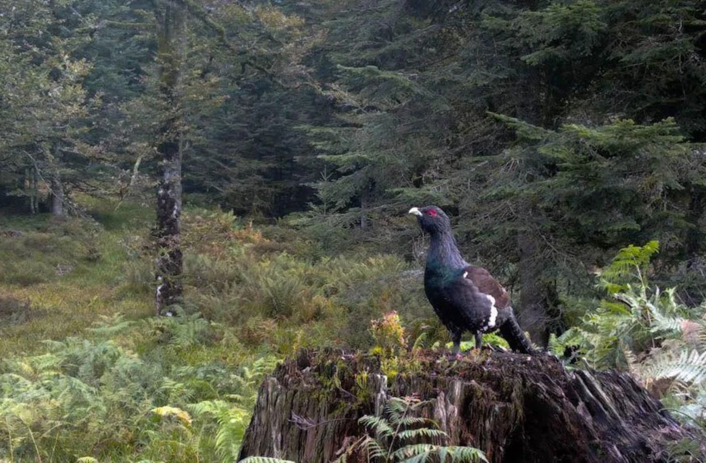 « Un fiasco… » La réintroduction du grand tétras dans les Vosges a du plomb dans l’aile