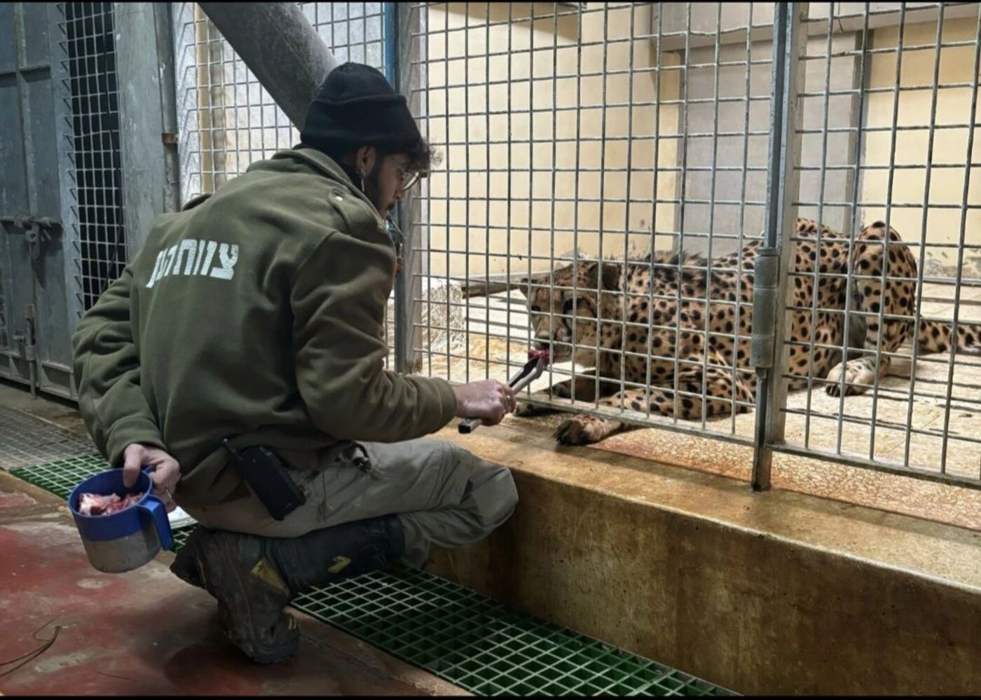 Un léopard s’échappe de son enclos et tue un soigneur du zoo biblique de Jérusalem