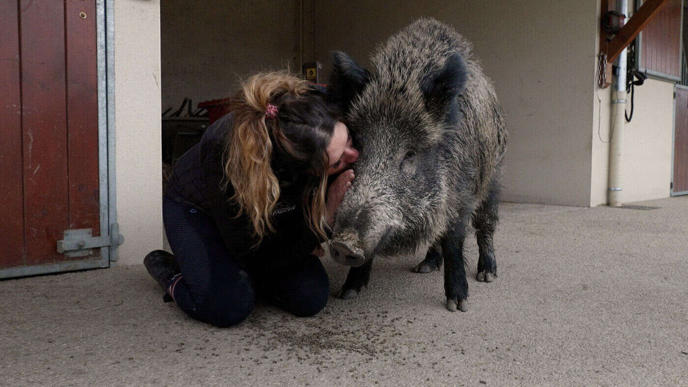 VIDÉO. « Rillette est en danger » : Élodie remue ciel et terre pour sauver son sanglier domestique de l’euthanasie