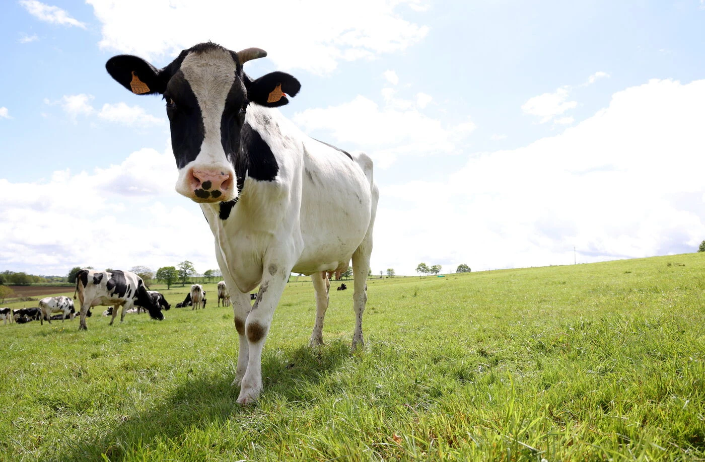 Un randonneur d’une cinquantaine d’années encorné et sérieusement blessé par une vache sur un sentier des Pyrénées