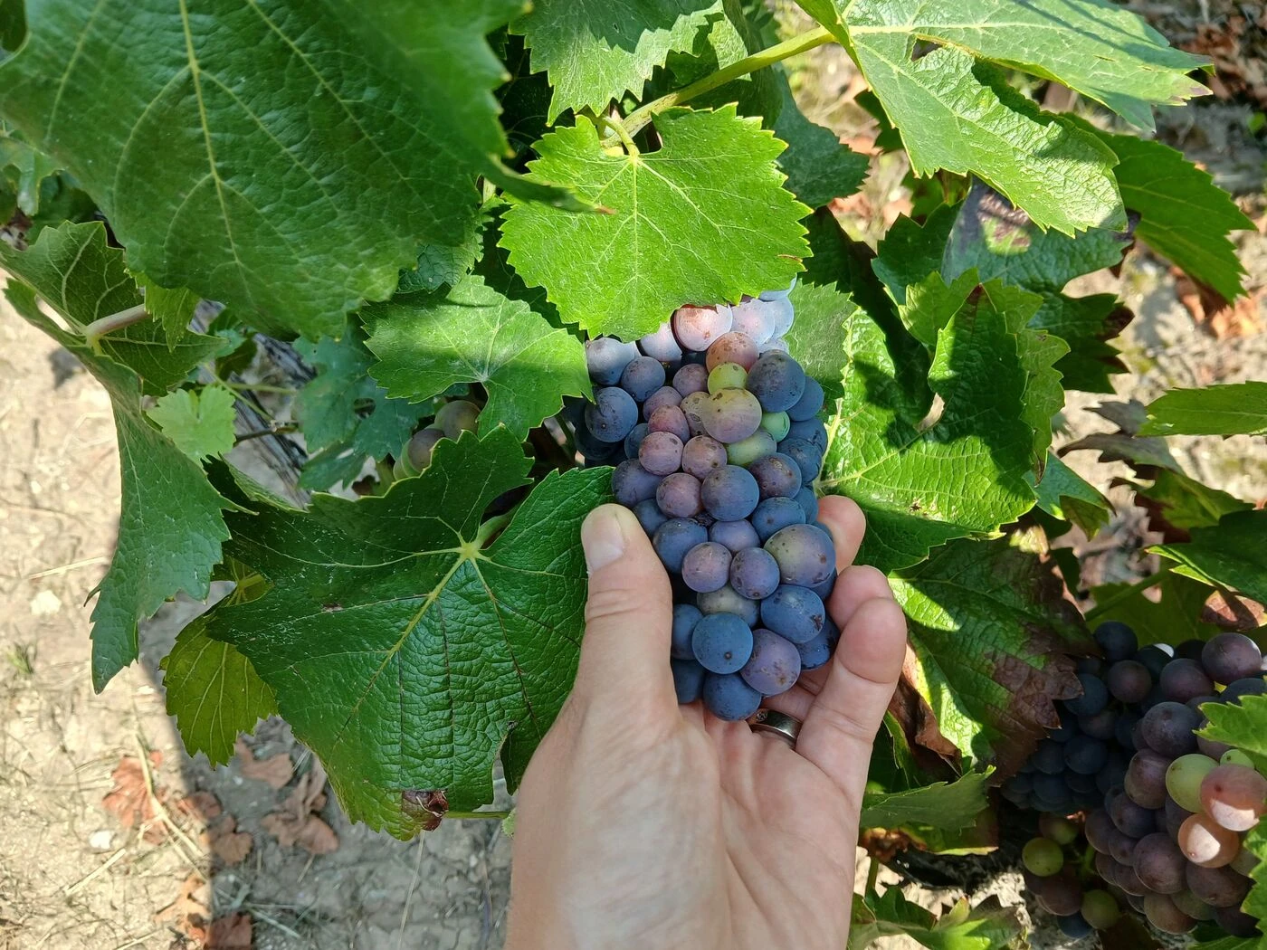 « Le raisin prenait 0,35 degré par jour » : en Champagne, voilà 50 ans que l’on n’avait pas vendangé aussi tôt