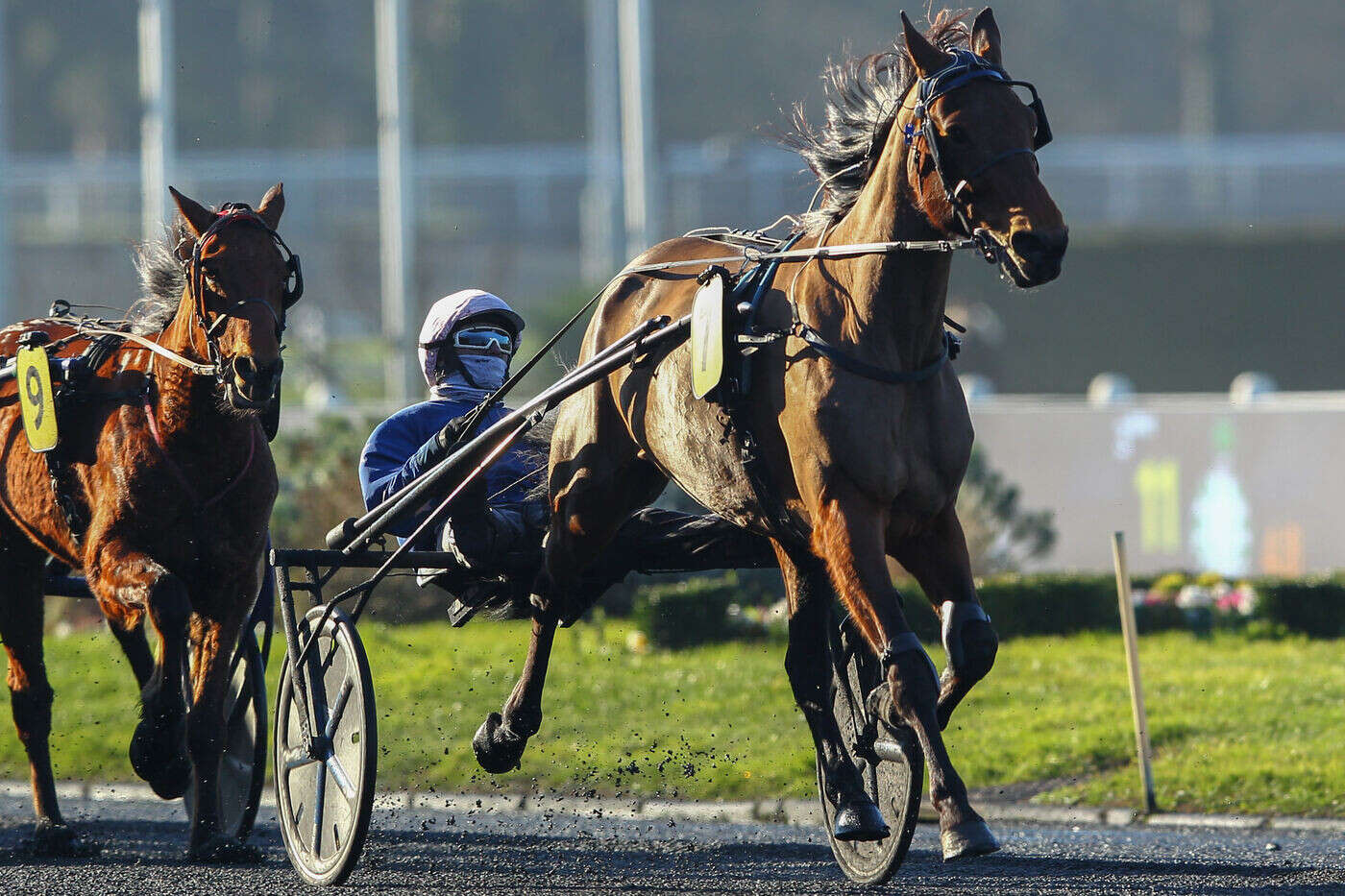 PMU - Arrivée du quinté du dimanch 2 février à Vincennes : Galie de Célinière sort par la grande porte