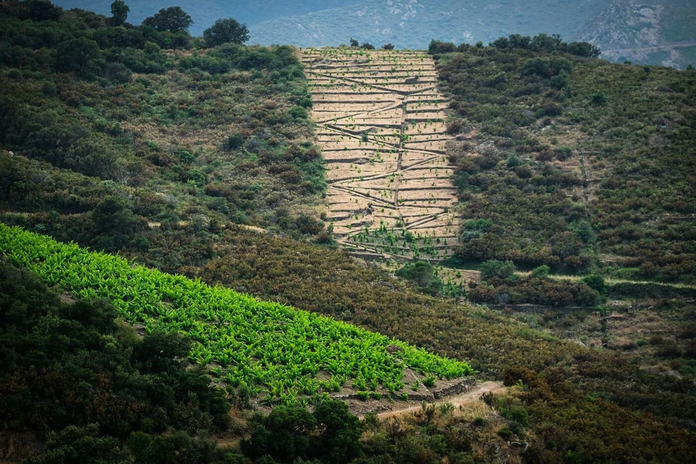 Pour sauver la viticulture, l’union fait la force dans les Pyrénées-Orientales
