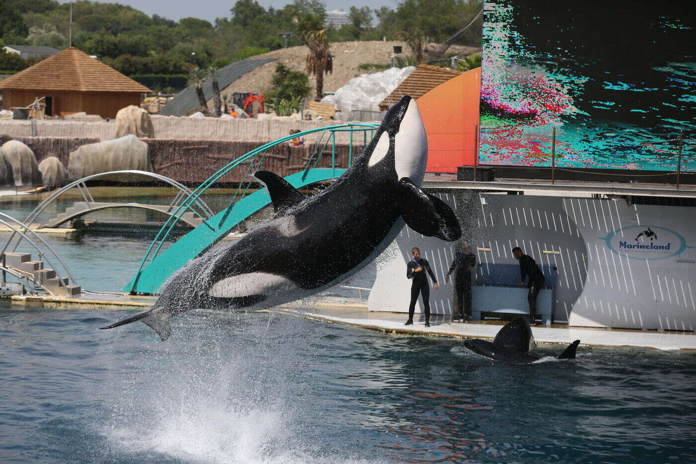 Marineland d’Antibes : le parc devra garder ses deux orques jusqu’à la fin d’une expertise médicale