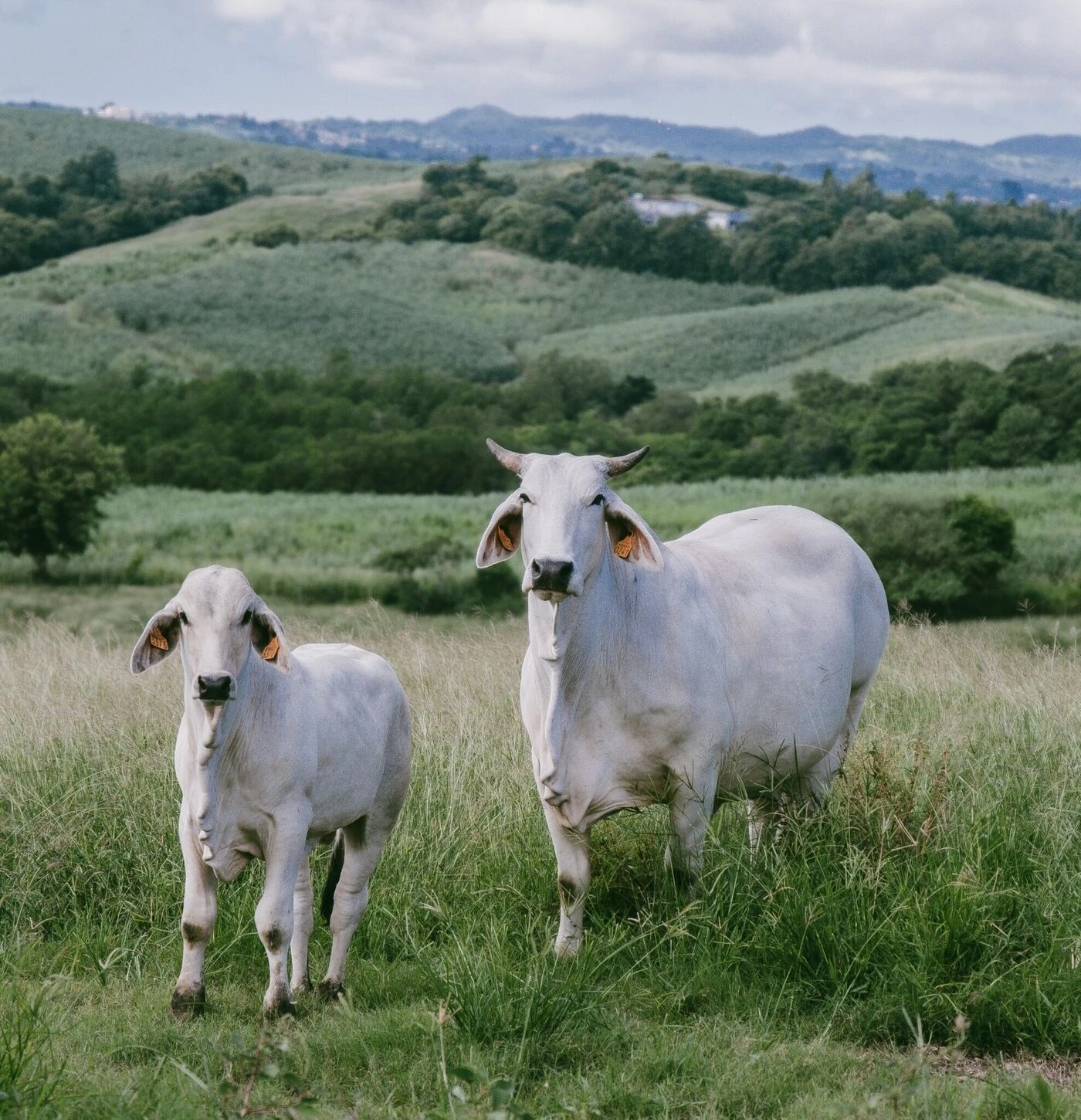 La vache égérie du Salon de l’agriculture 2026, une descendante des zébus, viendra de Martinique
