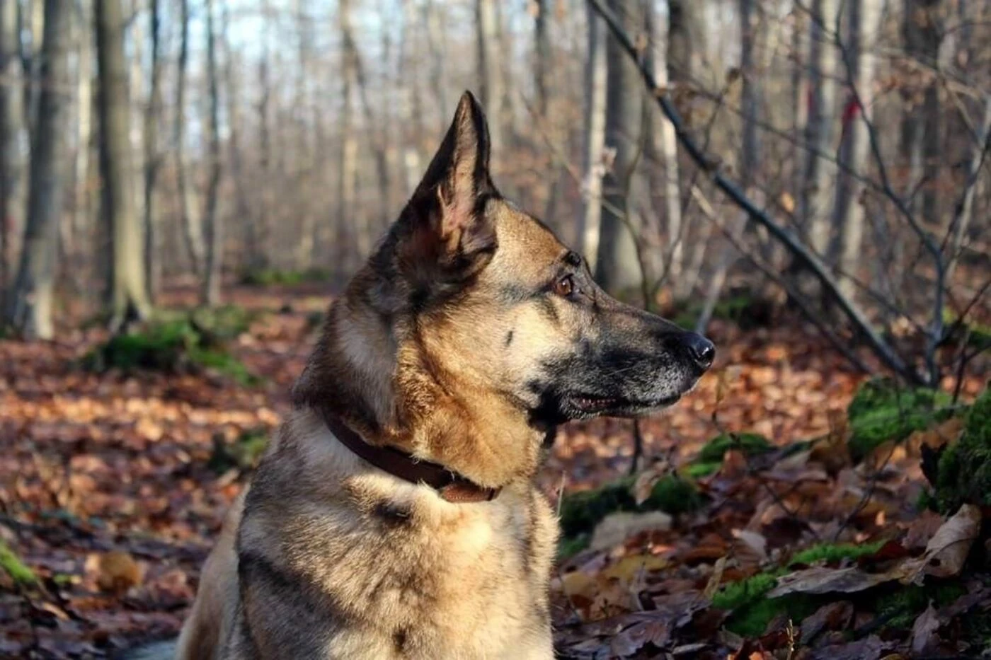 Bloqué entre deux murs depuis quatre jours, un chien miraculeusement secouru par les pompiers dans l’Eure