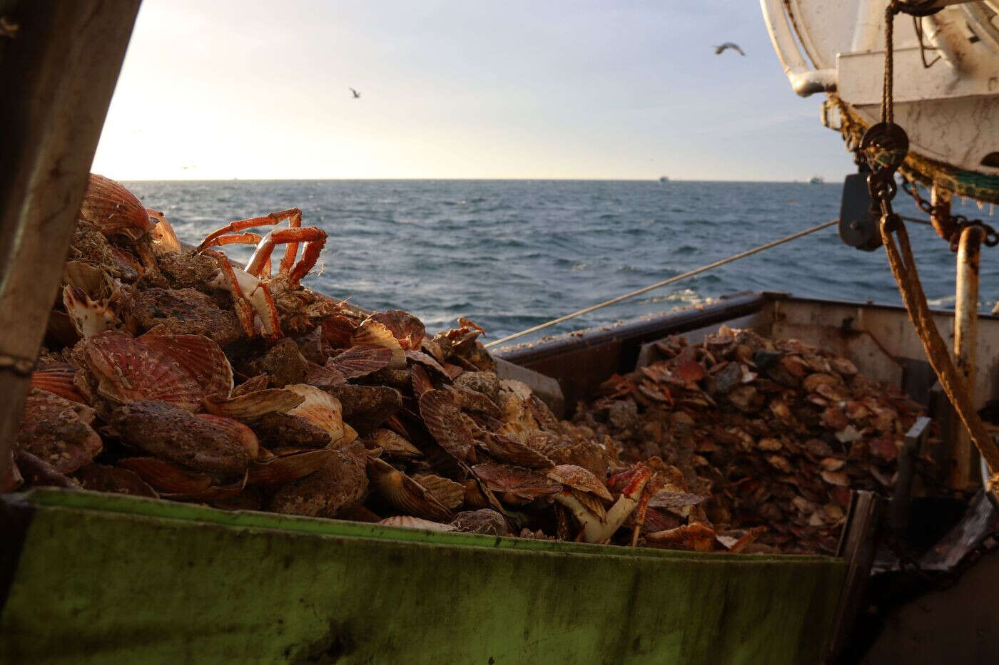 Bientôt une usine dans le Calvados pour broyer les coquilles Saint-Jacques vides et les valoriser